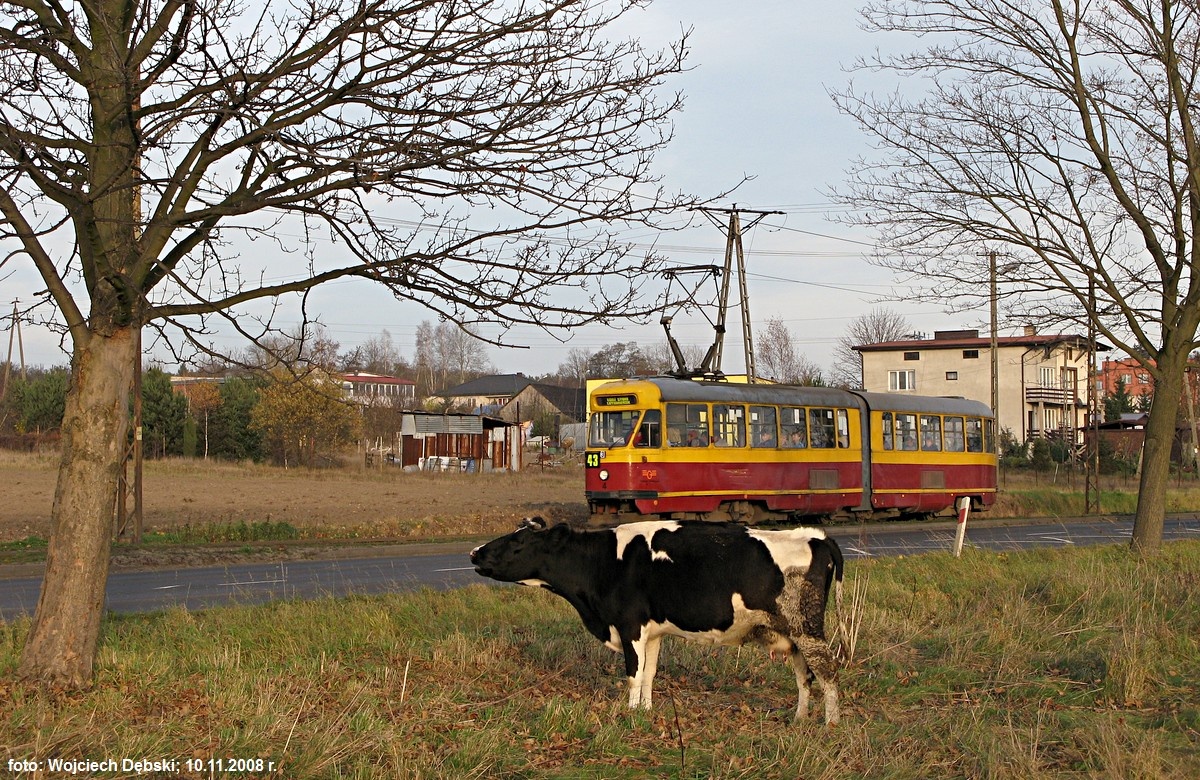 Krowa z Konstantynowa i tramwaj z Łodzi