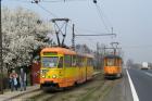 3.04.2007 r. Wiosenny Słowik
